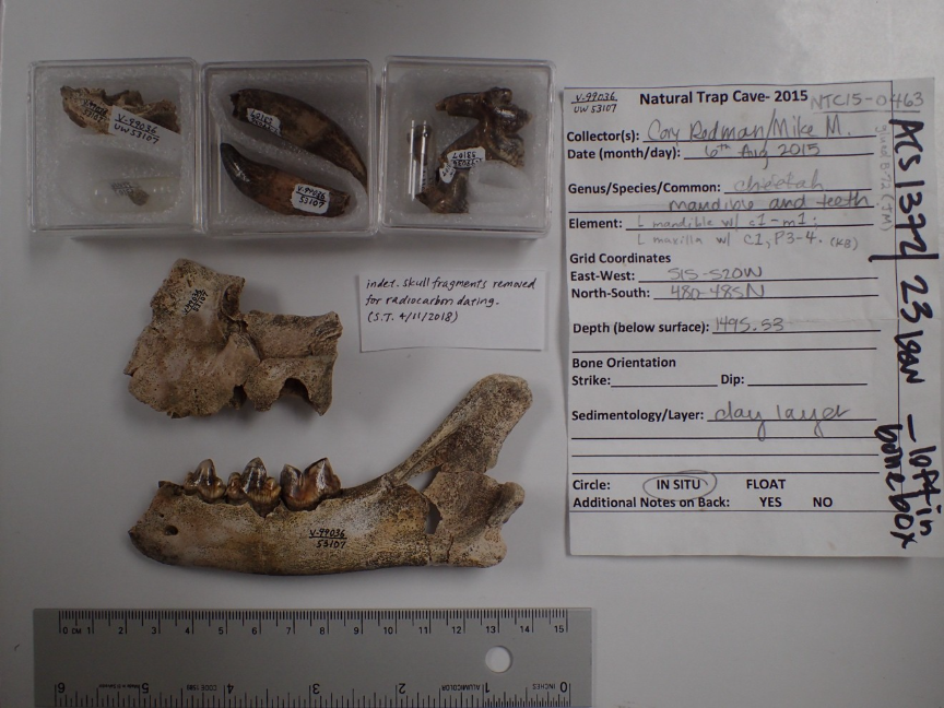 A collection of fossils from the American cheetah, showing a jaw and some teeth. A collection of fossils from the American cheetah, showing a jaw and some teeth.
